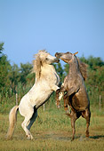 HOR 01 WF0015 01
Two Camargue Horses Fighting On Grass