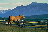 HOR 01 DB0006 01
Quarter Horse Standing By Fence In Field Rocky Mountains