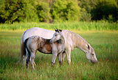 HOR 01 DB0008 01
Appaloosa Mare And Foal On Pasture Montana