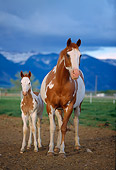 HOR 01 DB0009 01
Chestnut Paint Horse Mare And Foal