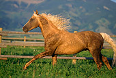 HOR 01 DB0010 01
Profile Of Morgan Stallion Horse Galloping In Paddock