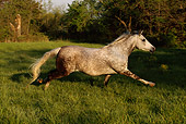 HOR 01 DB0011 01
Profile Of Dapple Gray Arabian Stallion Galloping In Pasture In Spring