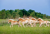 HOR 01 DB0012 01
Profile Of Herd Of Belgian Horses Galloping In Pasture In Spring