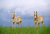 HOR 01 DB0013 01
Belgian Mare And Yearling Standing In Pasture In Spring Cloudy