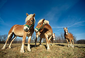 HOR 01 DB0014 01
Wide Angle Shot Of Herd Of Belgian Horses Standing In Field
