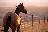 HOR 01 DB0015 01
Rear Shot Of Quarter Horse Standing Along Fence At Sunset