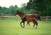 HOR 01 DB0016 01
Profile Of Chestnut Quarter Horse Mare And Foal Walking In Pasture