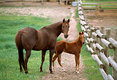 HOR 01 DB0019 01
Chestnut Quarter Horse Mare And Foal Standing At Fence Looking Back Toward Camera
