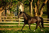 HOR 01 DB0020 01
Black Stallion Trotting In Field