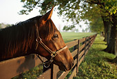 HOR 01 DB0021 01
Portrait Head Shot Of Brown Horse Leaning Head Over Fence