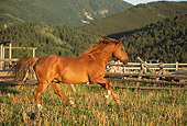 HOR 01 DB0022 01
Profile Of Chestnut Quarter Horse Cantering In Pasture With Fence Mountains