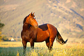 HOR 01 DB0025 01
Chestnut Quarter Horse Standing In Pasture With Mountains