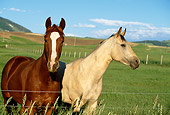 HOR 01 DB0026 01
Chestnut And Buckskin Quarter Horses Standing In Pasture At Fence
