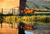 HOR 01 DB0028 01
Bay Quarter Horse Walking Along Pond Edge To Fence And Barn