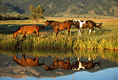 HOR 01 DB0029 01
Profile Of Three Quarter Horses Walking Along Edge Of Pond