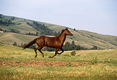 HOR 01 DB0032 01
Chestnut Quarter Horse Galloping Across Pasture