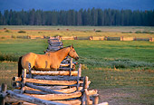 HOR 01 DB0033 01
Quarter Horse Standing At Fence In Pasture