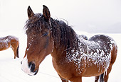 HOR 01 DB0035 01
Bay Quarter Horse Standing In Snowstorm