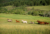HOR 01 DB0036 01
Horses Galloping Across Field In Summer