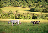 HOR 01 DB0037 01
Appaloosa Mare And Foal Walking Across Field In Summer