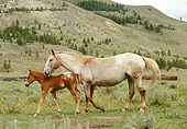HOR 01 DB0040 01
Appaloosa Mare And Foal Walking In Field In Summer
