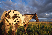 HOR 01 DB0041 01
Rear Shot Of Appaloosa Horse Standing In Field