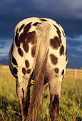 HOR 01 DB0042 01
Rear Shot Of Appaloosa Horse Standing In Field