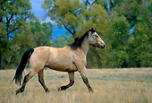 HOR 01 DB0044 01
Profile Of Buckskin Horse Trotting In Field With Trees