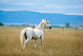 HOR 01 DB0045 01
White Horse Trotting In Field With Mountains Cloudy Sky Background