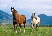 HOR 01 DB0046 01
Chestnut And Buckskin Quarter Horses Standing In Pasture With Mountains Clouds
