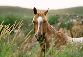 HOR 01 DB0047 01
Head Shot Of Appaloosa Horse Standing In Pasture With Tall Grass