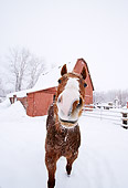 HOR 01 DB0048 01
Head On Wide Angle Shot Of Chestnut Horse Standing In Snow Near Barn