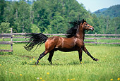 HOR 01 DB0051 01
Bay Morgan Stallion Cantering In Pasture In Summer