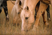 HOR 01 DB0052 01
Head Shot Of Palominos Grazing