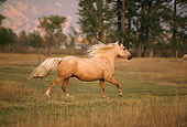 HOR 01 DB0053 01
Profile Of Palomino Galloping In Field