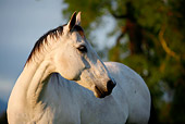 HOR 01 DB0057 01
Close-Up Of Gray Quarter Horse Standing In Pasture By Tree