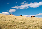 HOR 01 DS0001 01
Three Horses Walking Down Grassy Hill With Blue Sky