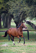 HOR 01 DS0002 01
Bay Thoroughbred Mare Cantering In Pasture