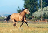 HOR 01 DS0003 01
Buckskin Quarter Horse Cantering In Pasture