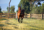 HOR 01 DS0004 01
Bay Quarter Horse Cantering Away In Pasture