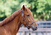 HOR 01 DS0005 01
Head Shot Of Chestnut Quarter Horse