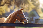 HOR 01 DS0009 01
Close-Up Of Chestnut Quarter Horse Standing By Fence