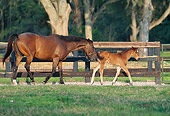 HOR 01 DS0011 01
Bay Thoroughbred Mare And Foal Walking In Pasture