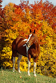 HOR 01 FA0002 01
Paint Horse Standing On Grass By Autumn Trees