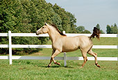 HOR 01 FA0003 01
Buckskin Quarter Horse Trotting On Grass By Fence Trees