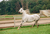 HOR 01 FA0004 01
Gray Arabian Horse Cantering On Grass By Fence Dirt Road And Trees