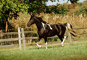 HOR 01 FA0005 01
Missouri Fox Trotter Horse Trotting On Grass By Fence Corn Field Trees