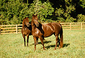 HOR 01 FA0007 01
Two Chestnut Morgan Horses Standing On Grass By Fence Trees