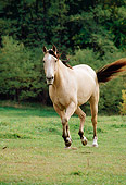 HOR 01 FA0008 01
Buckskin Quarter Horse Trotting On Grass By Trees