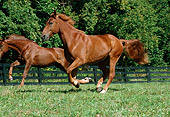 HOR 01 FA0009 01
Two Irish Sport Horses Cantering On Grass By Fence Trees